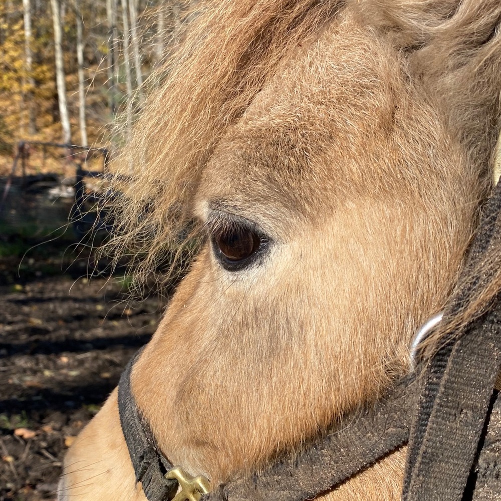 Meet your Posher, Jodi